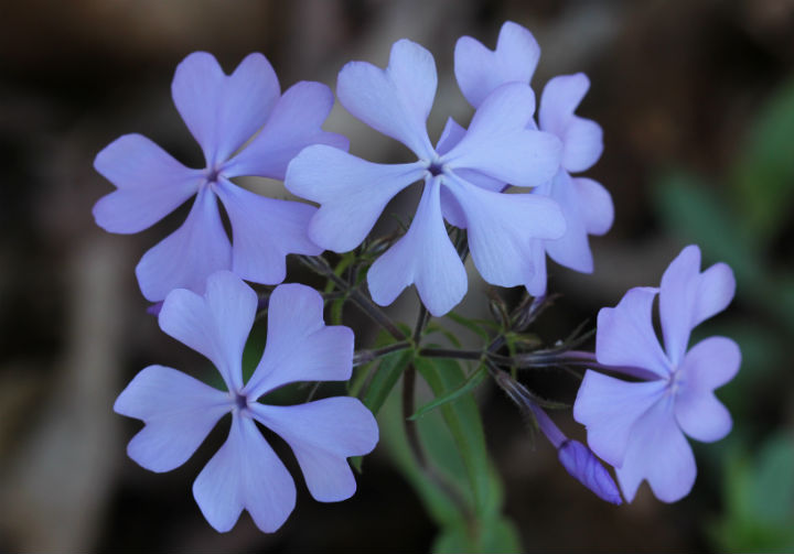 Wild Blue Phlox